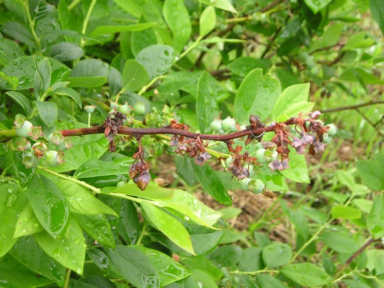 Photo 1. An advanced example of blossom blight transitioning to shoot blight where the infection has moved to the stem and causing dieback.