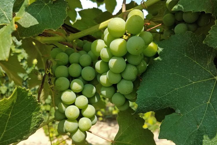 Juice grapes are approaching veraison in southwest Michigan.