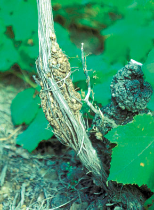 Fleshy galls on lower trunk.