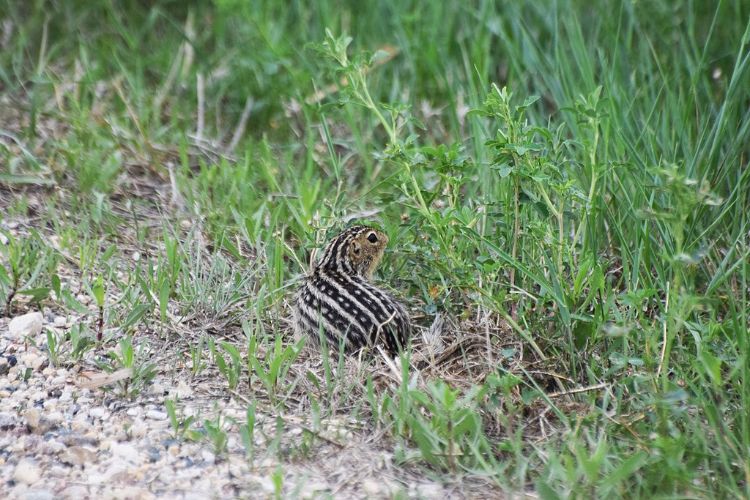 A ground squirrel.