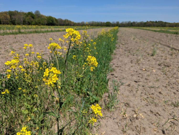 Brassicas cover crop on a field.