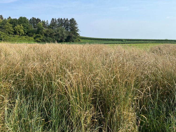 A field of growing intermediate wheatgrass, with trees and woods in the background.