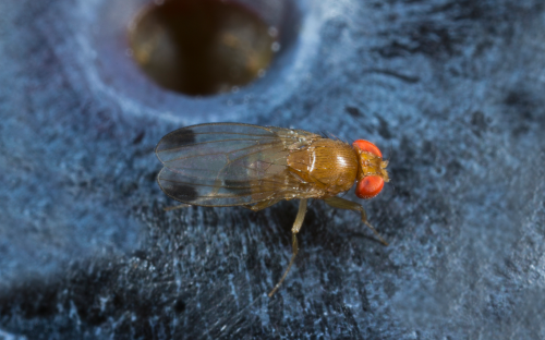  Spotted wing Drosophila adult. 