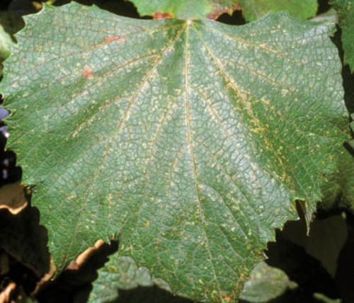  Early signs of damage include stippling along leaf veins. 