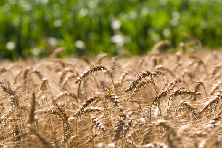 A wheat field that is ready for harvest.