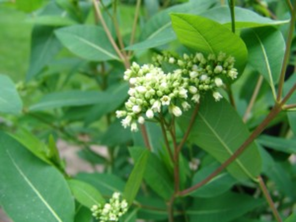 hemp dogbane plant