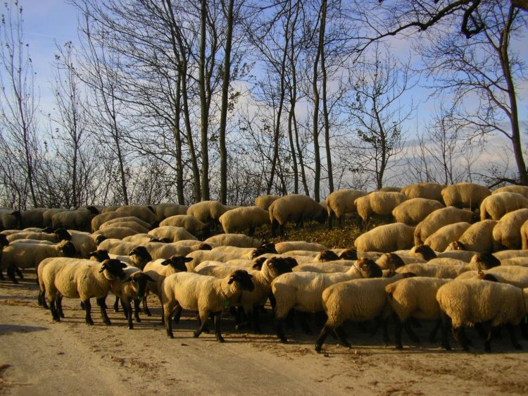 Sheep herd