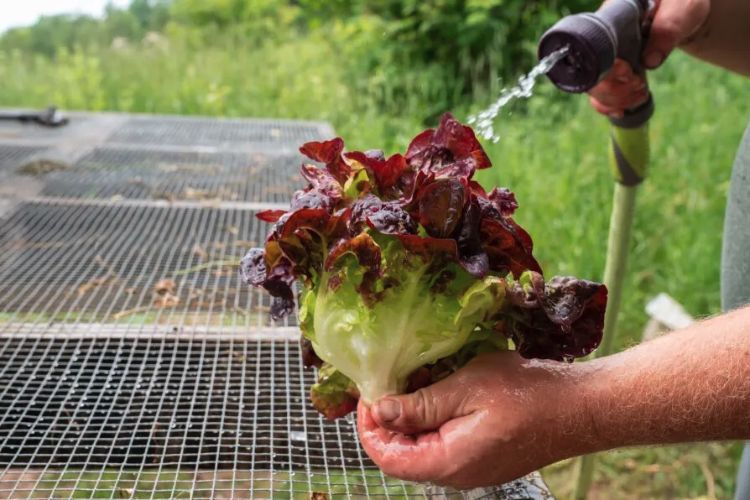 Red and green lettuce getting washed with a hose