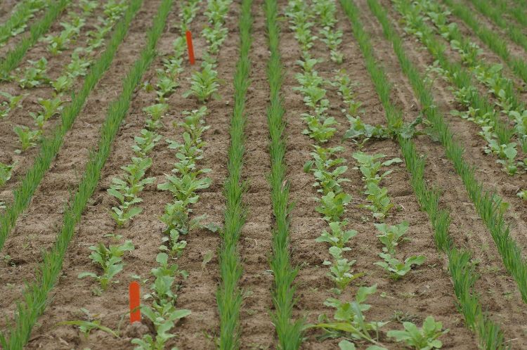 cover crops growing in a field