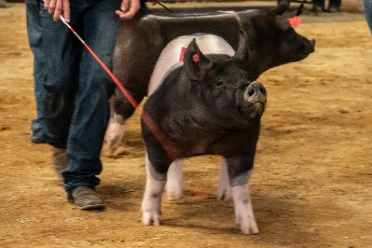 Youth walking with a pig.