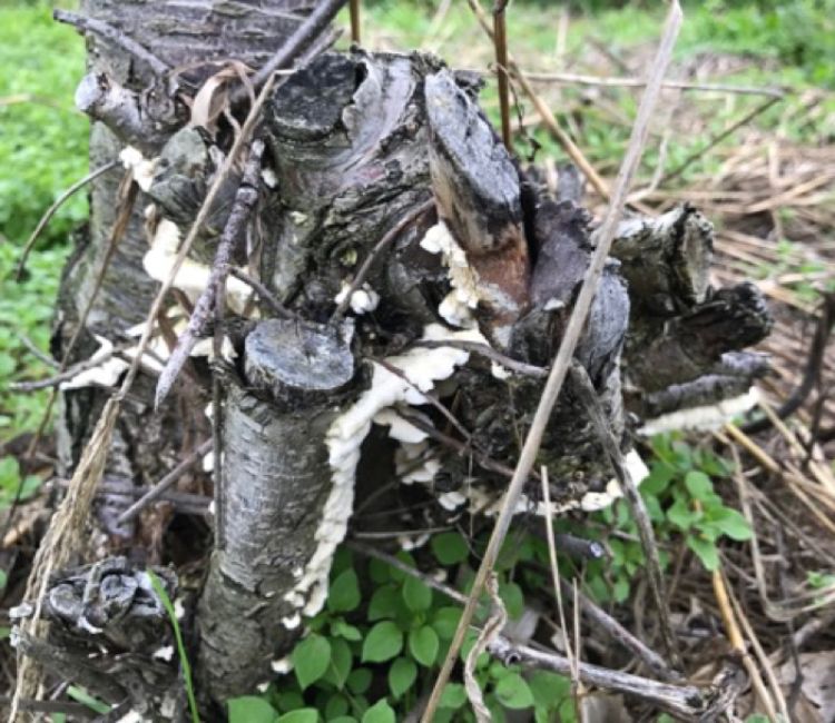 Trametes Hirsuta