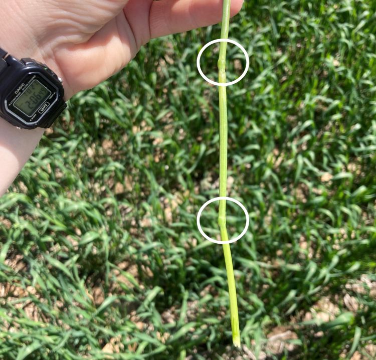 Hand holding a wheat stem with two nodes circled to indicate Feekes growth stage 7, with a green wheat field in the background.