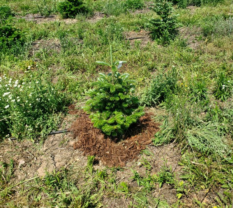 A young Christmas tree planting growing in a Christmas tree field, with mulch circled around its base.