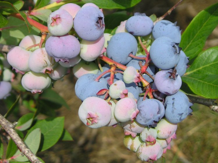 Blueberries