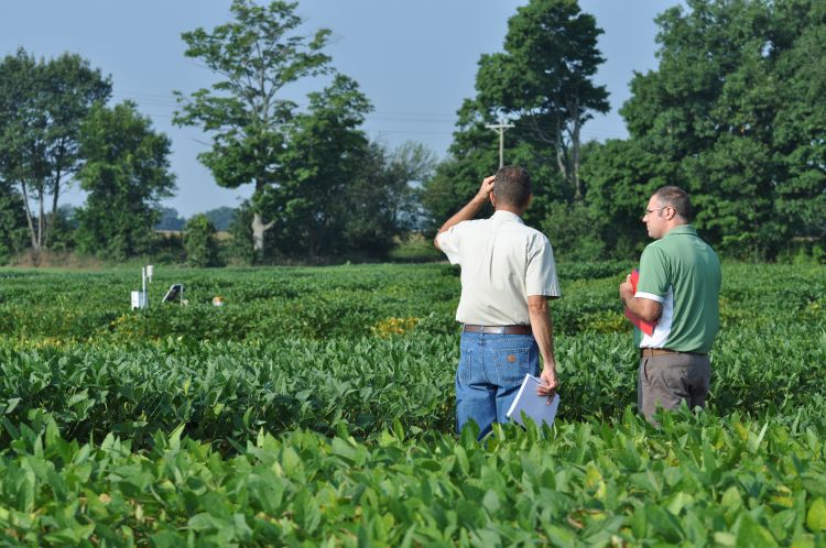 Two farmers standing in a field on a sunny day, their backs to the camera.