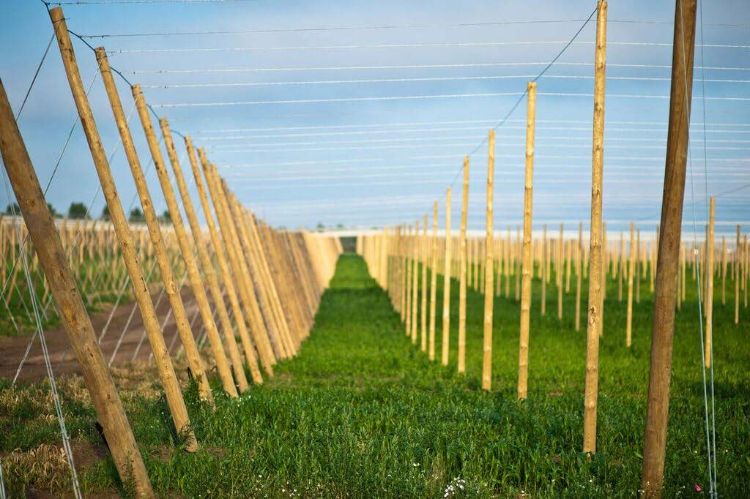 MI-Local Hops | Photo by Gary Howe (2015)