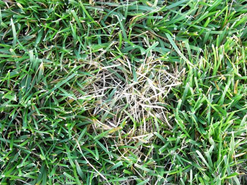  dollar spot 9003.jpg 