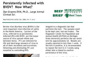 Persistent bovine viral diarrhea virus management - $mainSite.title