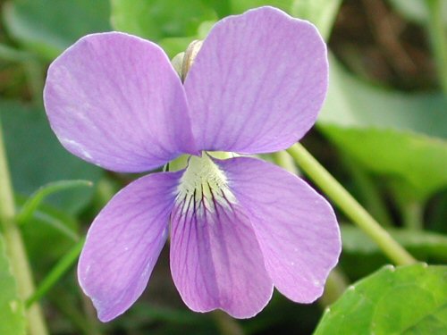  wild violet2.jpg 