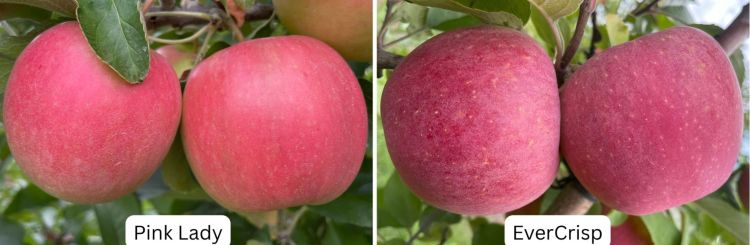 four apples of two different varieties
