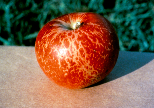 Infected blossoms may produce small, stunted or russetted fruit.