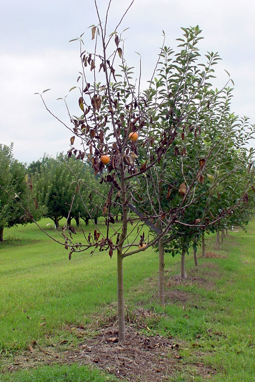  Trees show a general decline. 