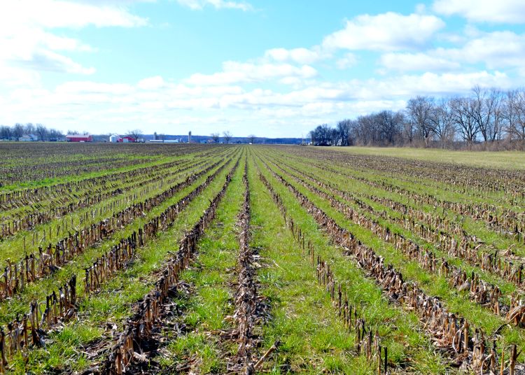 Annual ryegrass interseeded into seed corn in St. Joseph County, April 2016. Photo by Erin Hill, MSU.