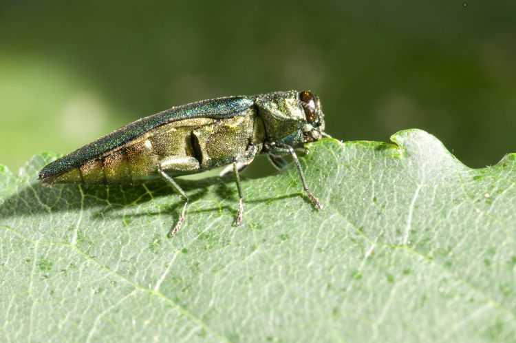 Emerald Ash Borer