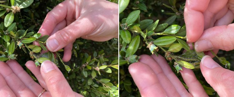 Box tree moth caterpillars hiding inside plant canopies.