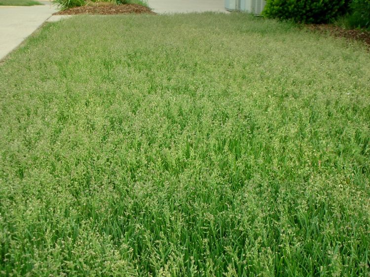 Seedheads in a Kentucky bluegrass turf. All photos: Kevin Frank, MSU