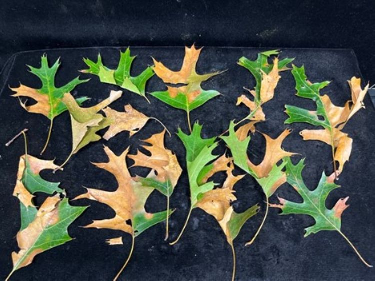 A collection of leaves and their petioles with oak wilt symptoms. Leaves are mostly green with brown discoloration.
