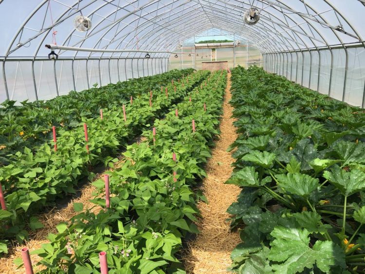 Zucchini and green beans in high tunnel