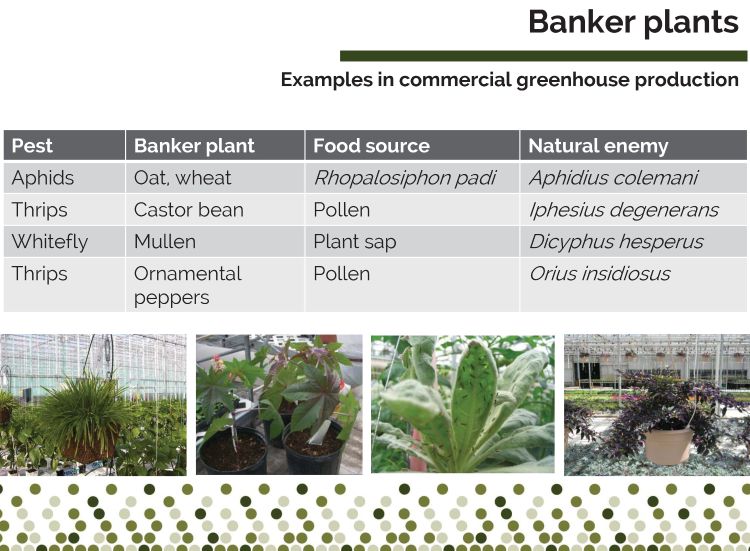 Photo 1. Examples of commonly used banker plant systems used in commercial production. Slide courtesy of Rose Buitenhuis, Vineland Research and Innovation Centre, with pictures from OMAFRA and Liette Lambert.