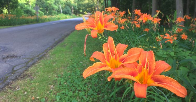 Orange daylilies.