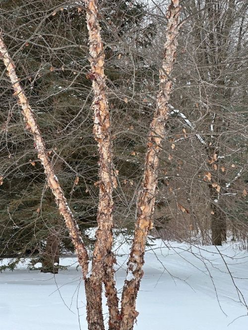 A barren tree with rough, peely bark. White snow background.