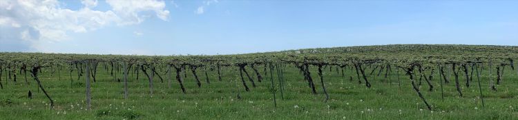 Grape vineyard in early stages of shoot growth