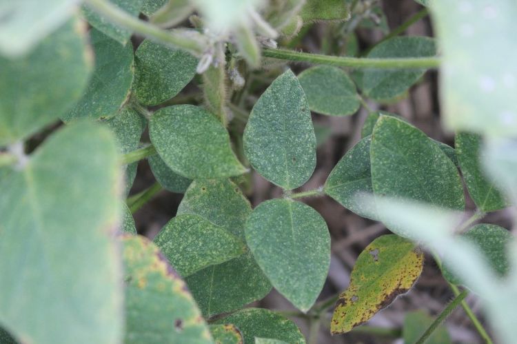 Spider mite feeding stippling on soybean leaves.