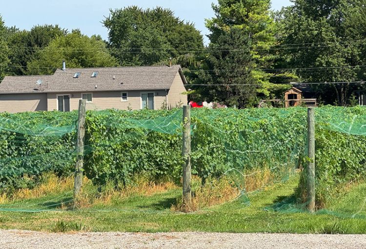 A grape vineyard with netting over the rows of plants.
