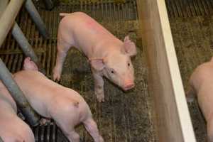 Protecting pigs, people and the public - MSU Extension