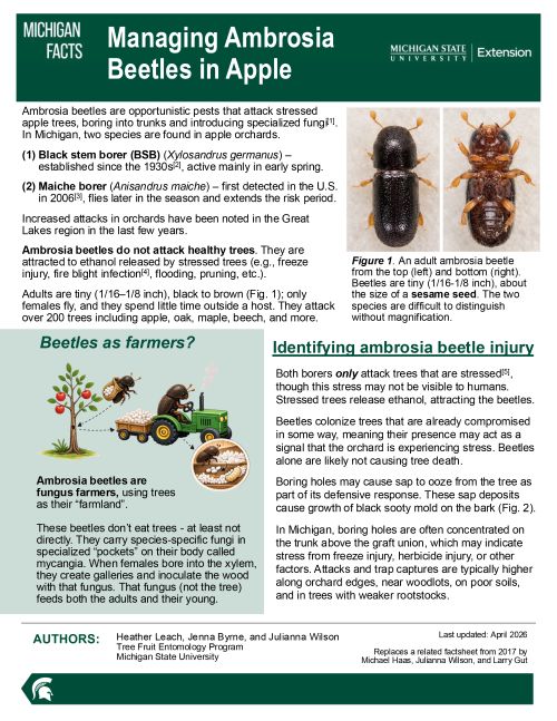 Cover page of the Managing Ambrosia Beetles in Apple fact sheet.