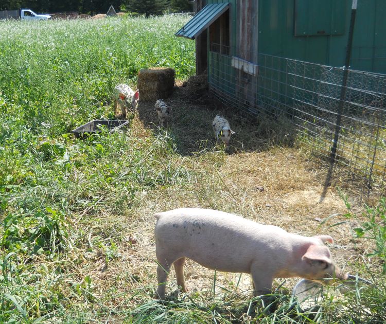 Grazing paddock on small hog enterprise in Michigan’s Alger County. Photo by Jim Isleib, MSU Extension.