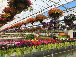 Garden center retail survival strategy series: Marketing and merchandizing