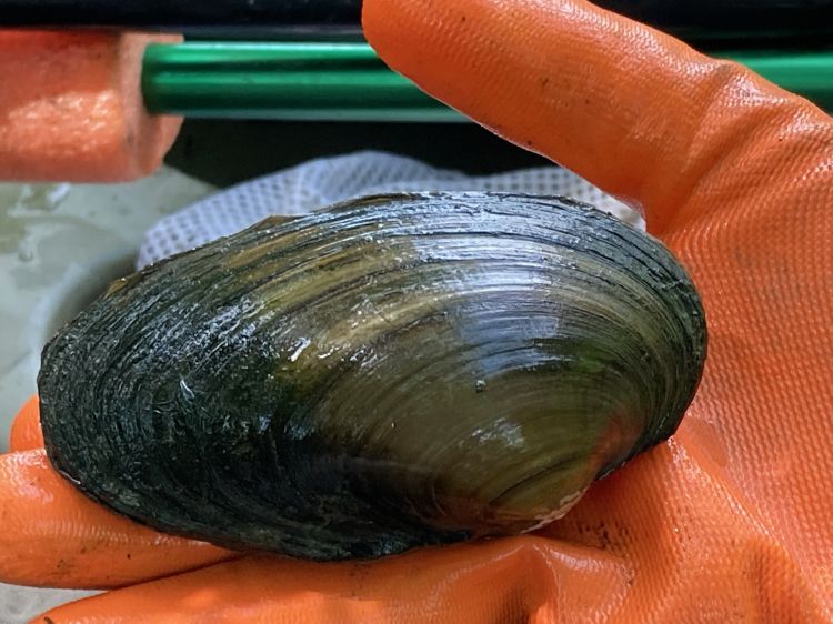 A giant floater (Pyganodon grandis) is shown being held in the palm of a glove-covered hand.