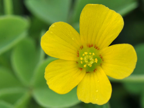  Yellow Woodsorrel3.jpg 