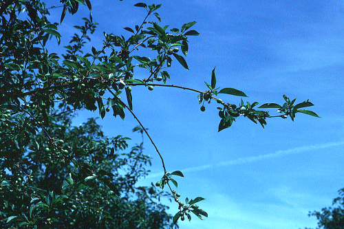 Older trees show a willowy growth or bare wood from fewer fruiting spurs.