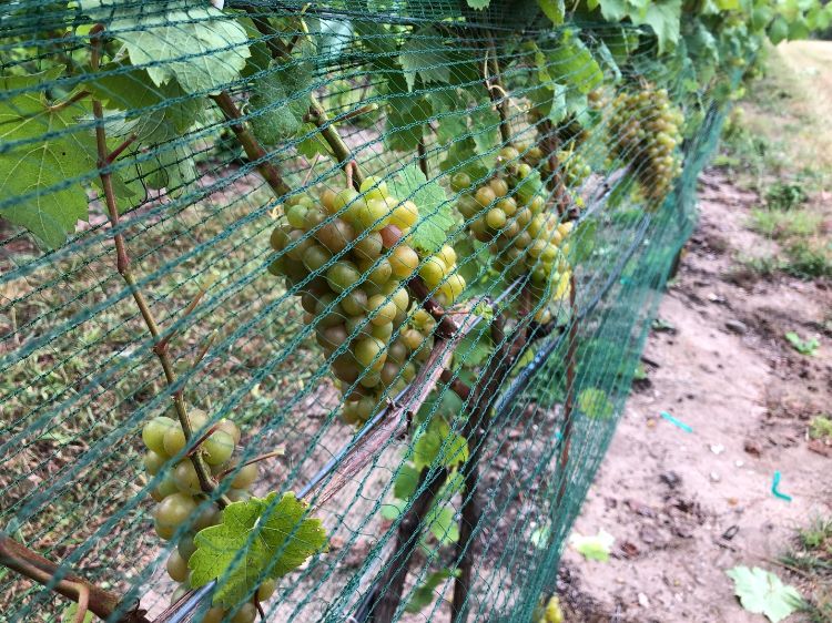 ‘Madeleine angevine’ being netted for bird protection