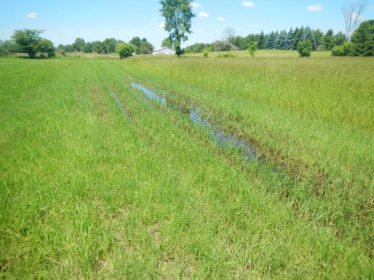 water in a hayfield