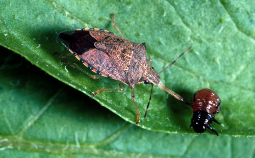 The spined soldier bug is a predacious stink bug.