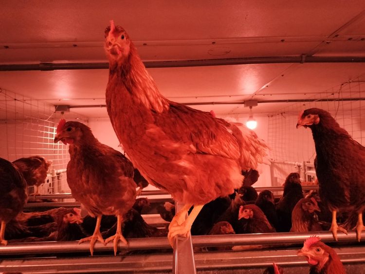 Laying hens perch inside a cage-free aviary illuminated by red ceiling lights.