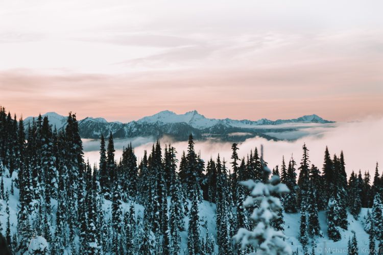 Photo of snow capped Subalpine fir trees with mountains in the background.